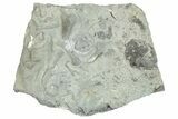 Fossil Edrioasteroid (Isorophus) With Other Fossils #270106-1